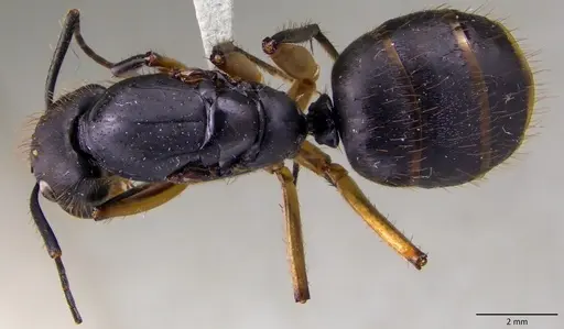 Camponotus renggeri - ANTWEB1060144