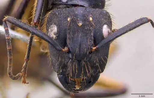 Camponotus renggeri - ANTWEB1060144