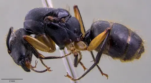 Camponotus renggeri - ANTWEB1060144