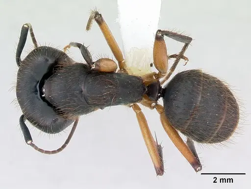 Camponotus renggeri - CASENT0173440