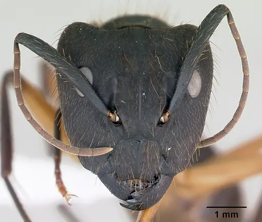 Camponotus renggeri - CASENT0173440