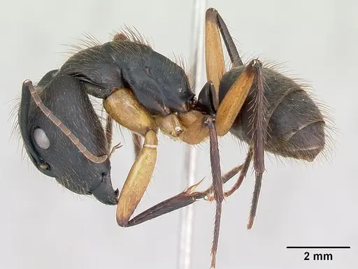 Camponotus renggeri - CASENT0173440