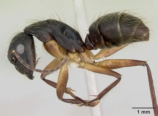 Camponotus renggeri - CASENT0173441