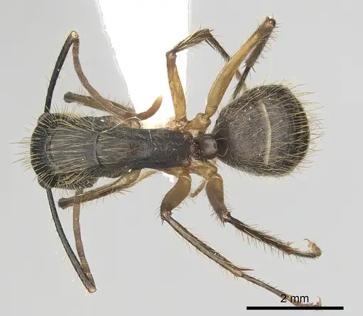 Camponotus renggeri - CASENT0249359