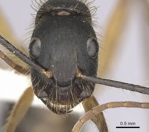 Camponotus renggeri - CASENT0249359