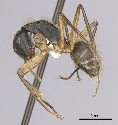 Camponotus renggeri - CASENT0249359