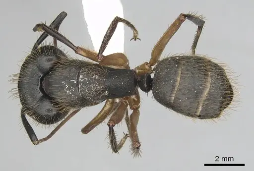 Camponotus renggeri - CASENT0249360