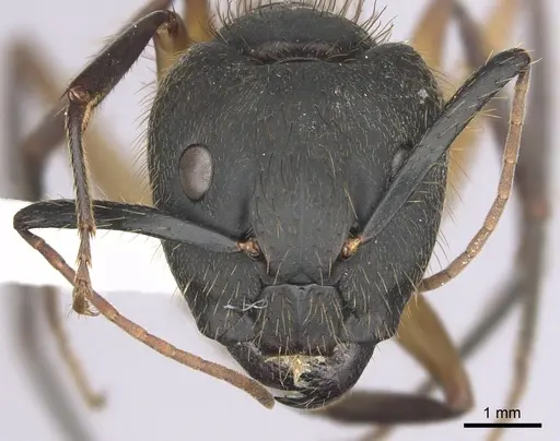 Camponotus renggeri - CASENT0249360