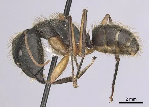 Camponotus renggeri - CASENT0249360