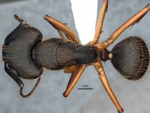 Camponotus renggeri - CASENT0886727