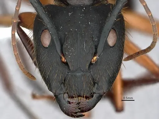 Camponotus renggeri - CASENT0886727