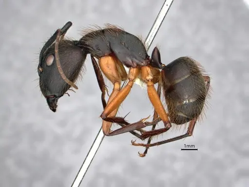 Camponotus renggeri - CASENT0886727