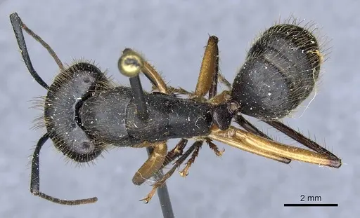 Camponotus renggeri - CASENT0905370