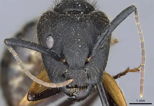 Camponotus renggeri - CASENT0905370