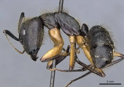 Camponotus renggeri - CASENT0905370