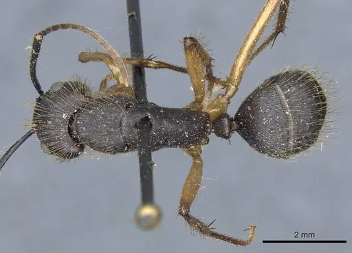 Camponotus renggeri - CASENT0905371