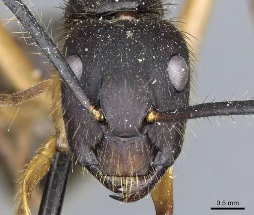 Camponotus renggeri - CASENT0905371