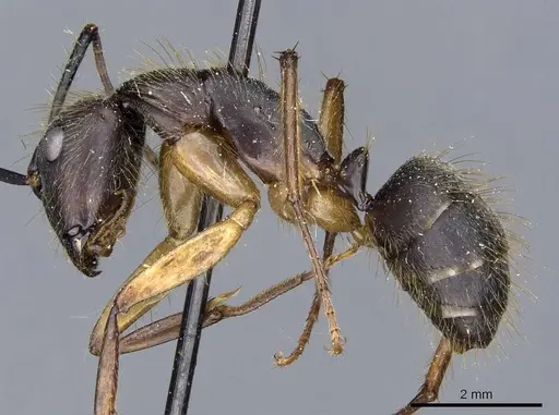Camponotus renggeri - CASENT0905371