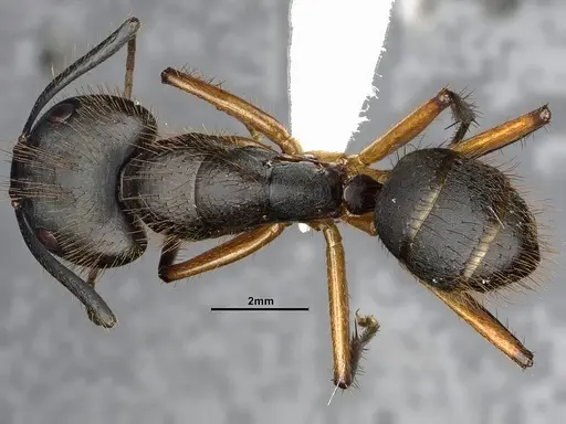 Camponotus renggeri - CASENT4032244