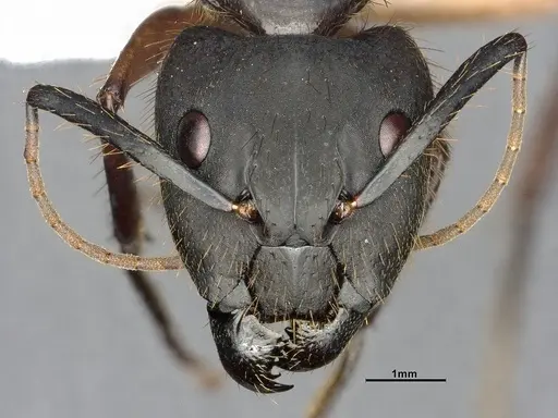 Camponotus renggeri - CASENT4032244