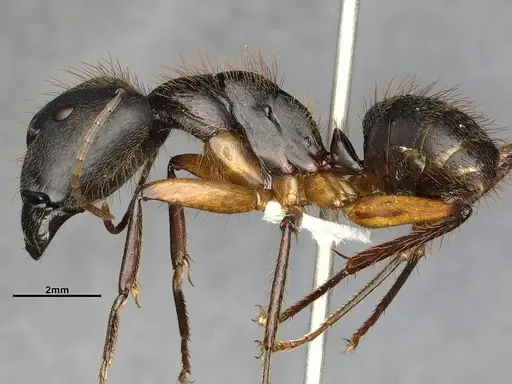 Camponotus renggeri - CASENT4032244