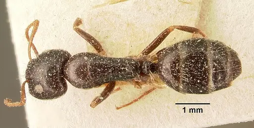 Camponotus repens specimen