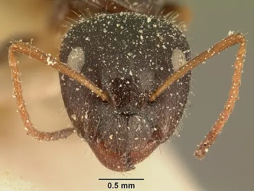 Camponotus repens specimen