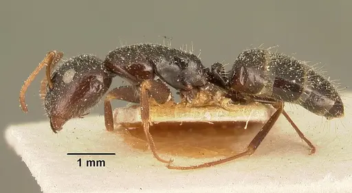 Camponotus repens specimen