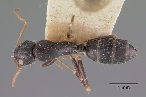 Camponotus repens - CASENT0102437