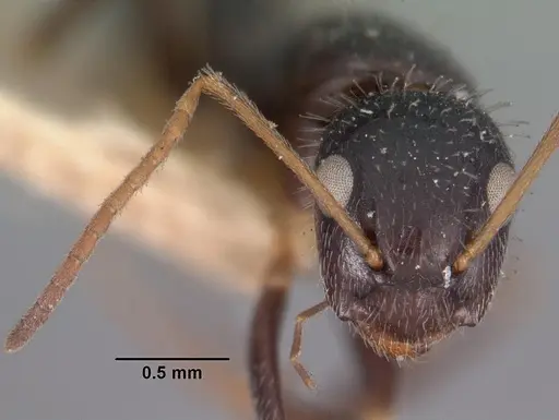 Camponotus repens - CASENT0102437