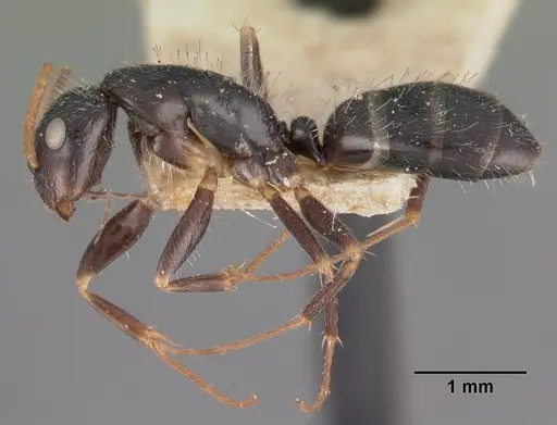 Camponotus repens - CASENT0102437