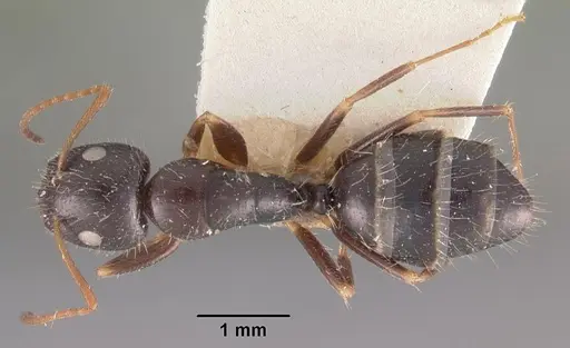 Camponotus repens - CASENT0102438