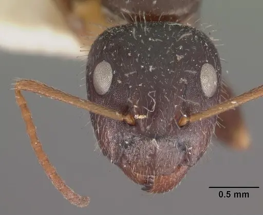 Camponotus repens - CASENT0102438