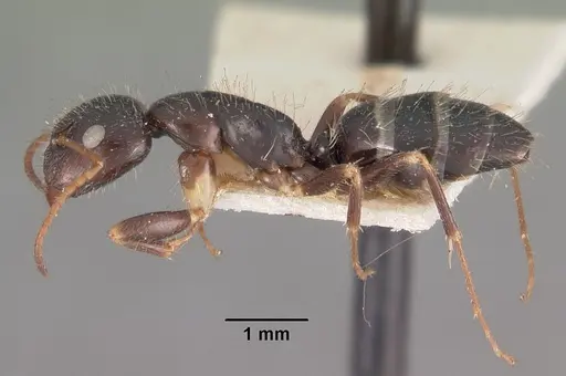 Camponotus repens - CASENT0102438
