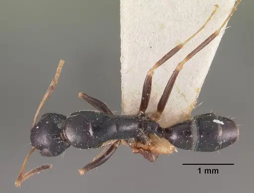 Camponotus repens - CASENT0102439