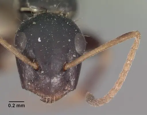 Camponotus repens - CASENT0102439