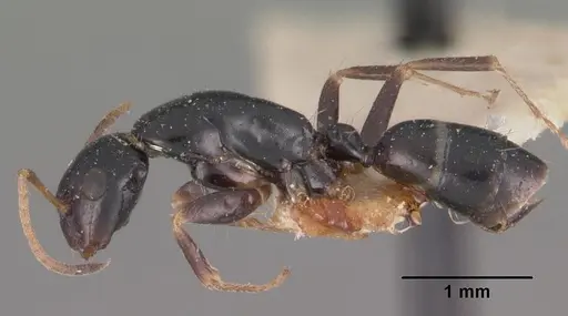 Camponotus repens - CASENT0102439