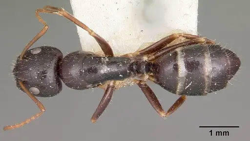 Camponotus repens - CASENT0104623