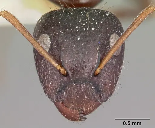 Camponotus repens - CASENT0104623