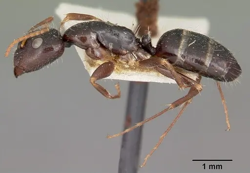 Camponotus repens - CASENT0104623