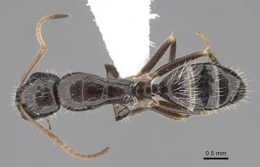 Camponotus repens - CASENT0195294