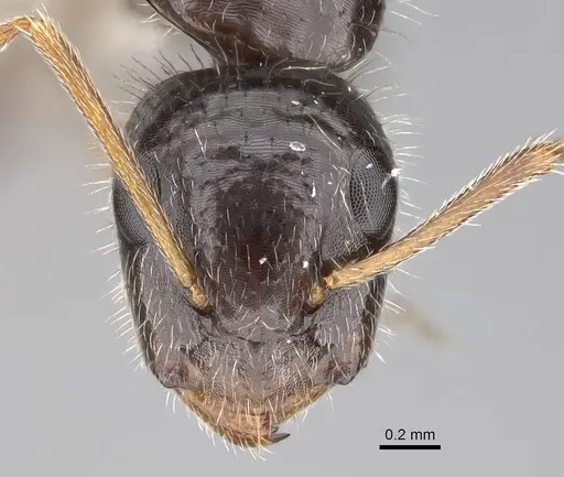 Camponotus repens - CASENT0195294