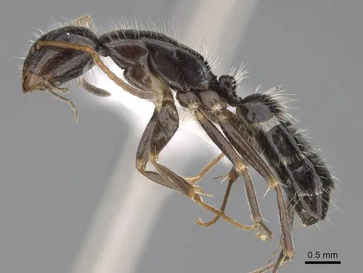 Camponotus repens - CASENT0195294