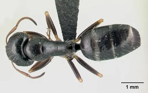 Camponotus repens - CASENT0217298