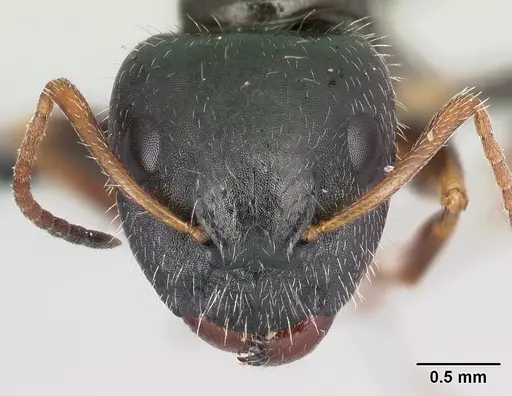 Camponotus repens - CASENT0217298