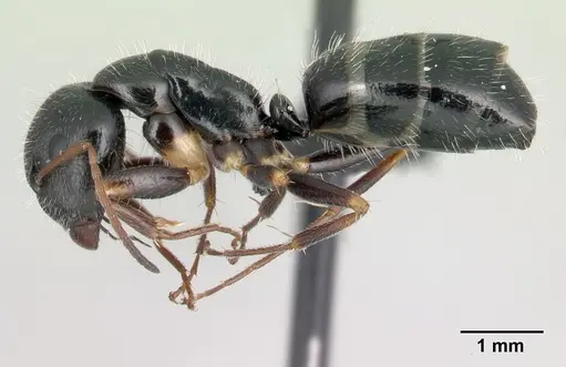 Camponotus repens - CASENT0217298
