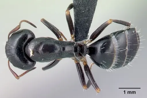 Camponotus repens - CASENT0217299