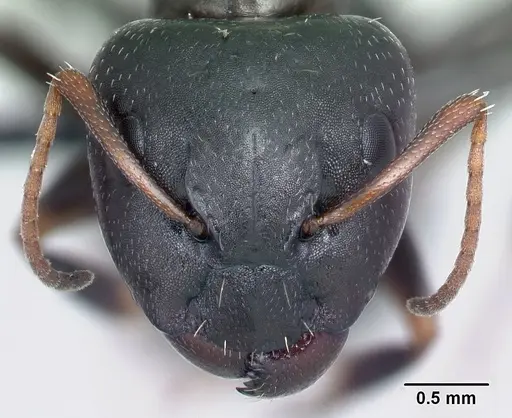 Camponotus repens - CASENT0217299