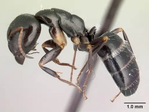 Camponotus repens - CASENT0217299