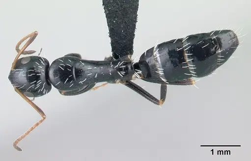 Camponotus repens - CASENT0217300